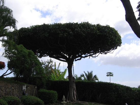 podivuhodn rostl strom v Maui Hill