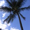 palma s maminčinou oblíbenou rostlinkou
