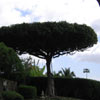 podivuhodně rostlý strom v Maui Hill